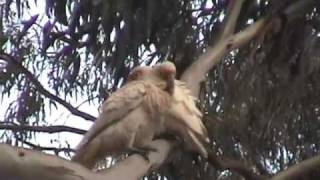 preview picture of video 'Wild Parrots in the city - Western Corellas in Penrith, NSW'