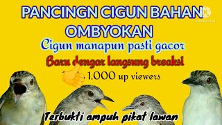 Download lagu Pancingan CIGUN malas bunyi Bahan Muda hutan ombyokan  gacor seketika langsung Narung dan ngbreen mp3