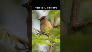 Do you recognize this bird?