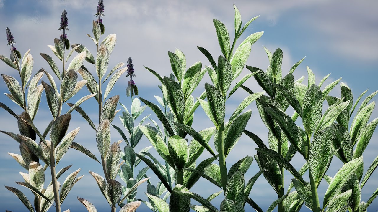 Lambs Ear plants 3D Model