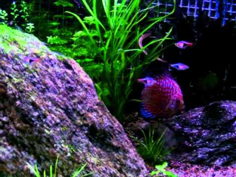 Our Discus Planted Aquarium (In progess) Part 2