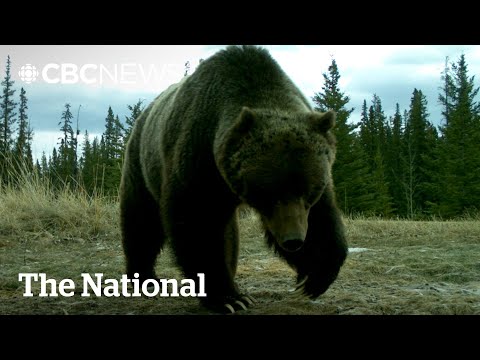 #TheMoment legendary grizzly 'The Boss' came out of hibernation