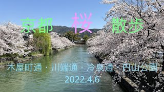 京都桜散歩　木屋町通〜川端通〜冷泉通〜円山公園