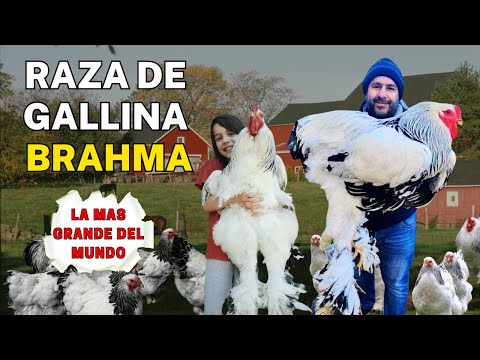 , title : 'Gallina de la raza Brahma. La raza de gallina gigante mas grande el mundo'