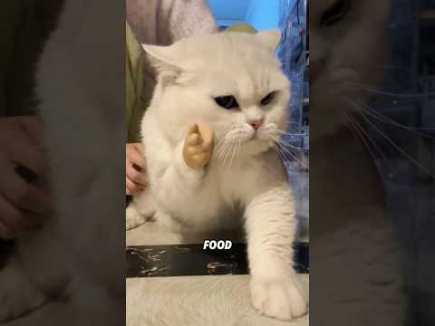 Meow! The New Cat Care Guide Just Dropped! #animals #shortfeed #funny #science #kitty