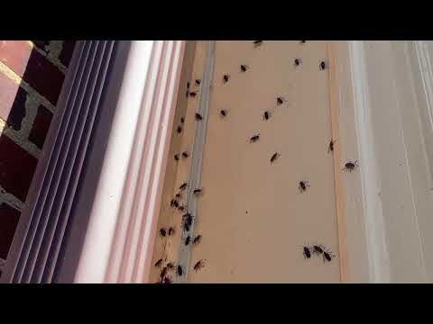 Boxelder Bugs All Over the Home in Lavallette, NJ