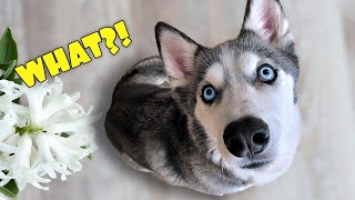 Talking Husky: WHAT does the Dog Say?