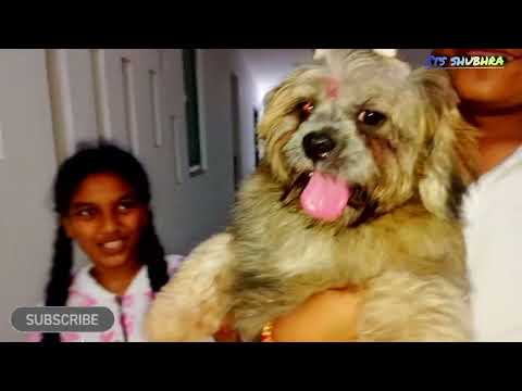 Bella la aj khup palavli | Bella Lhasa dog |it's shubhra