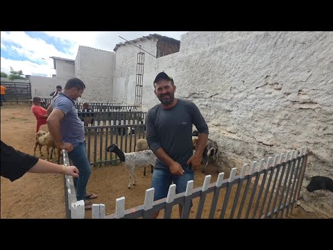 FEIRA DE ANIMAIS EM BARRA DE SÃO MIGUEL-PB 