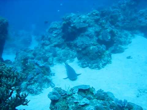 Whitetip Shark Big Girl Descent: Best Snorkeling Great Barrier Reef.AVI