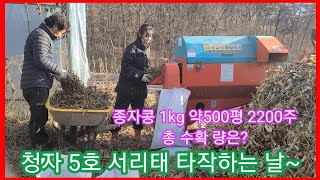 청자5호 서리태콩 타작 1kg 약 2200주 약 500평 수확량은? 트랙터 부착형 콩탈곡,타작기 귀농귀촌,전…