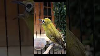 Download lagu Pleci Dakbal Ful BUKA PARUH#shorts mp3 Download lagu Pleci Dakbal Ful BUKA PARUH#shorts mp3