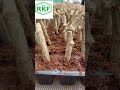RKF Nursery #nursery #plants #kundru #lvygourd