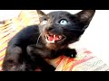 Black Cat Meowing Loudly And Turning Arond Me Tabby Meow Tv