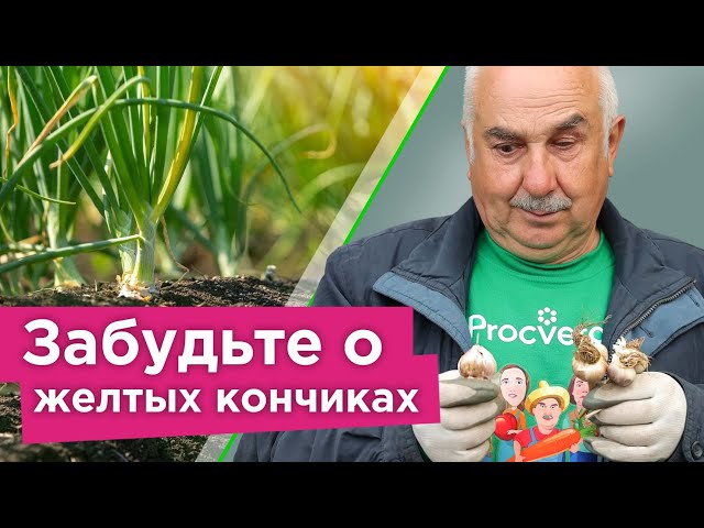 ПОЖЕЛТЕЛ ЧЕСНОК? Сделайте так и он быстро станет изумрудно-зеленым!