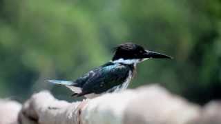 preview picture of video '27.9.13 Martin-pêcheur d'Amazonie (Chloroceryle amazona, Amazon Kingfisher)'