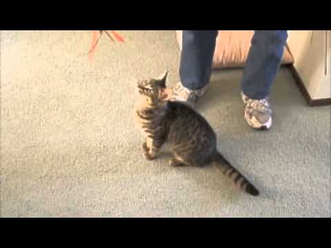 Sarah Jane the CH Kitten