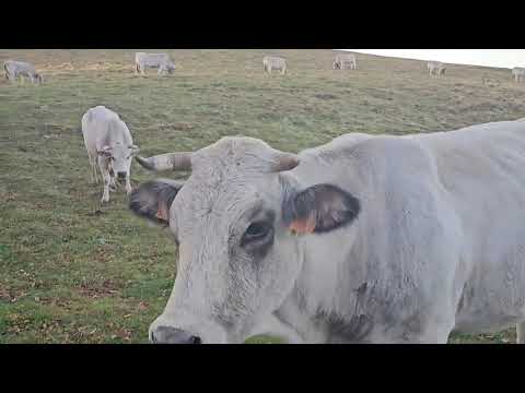 Transhumance 2025: The Celebration in Santo Stefano d'Aveto