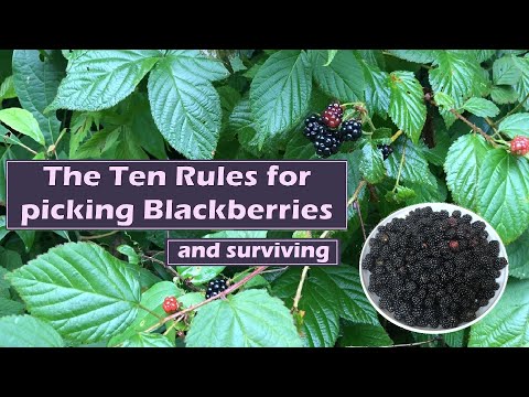The Ten Rules for picking Blackberries and Surviving
