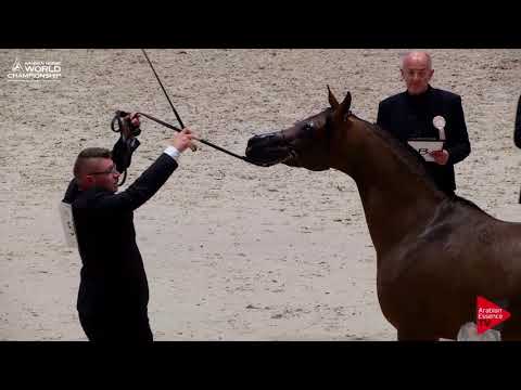 N.56 POTENTILLA - Paris 2017 - Senior Mares (Class CM3A)