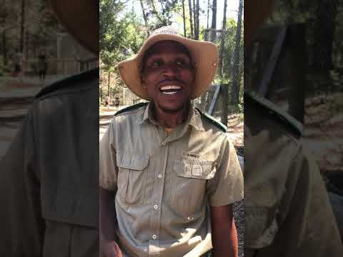 The language of Xhosa, totally cryptic but couldn't sound cooler!