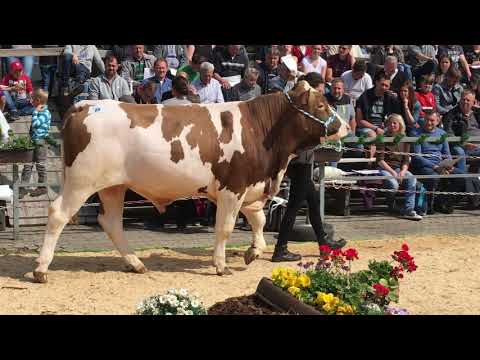 Nr  8 Majestät mit Julia
