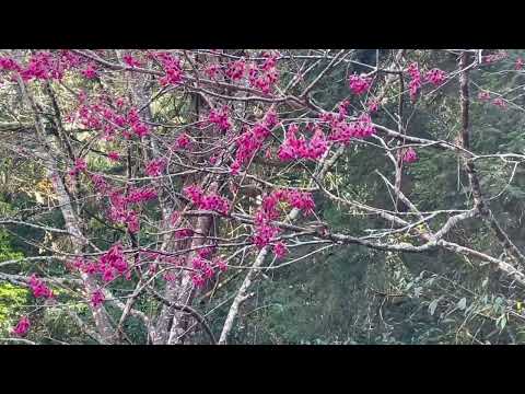 冠羽畫眉於櫻花叢中吸食花蜜