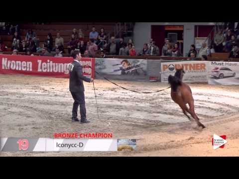 Highlights Wels 2015