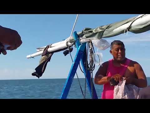 Piracy Declines Amid Lobster Season Crackdown