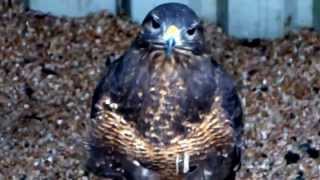 preview picture of video 'Peregrine Falcon Highland Perthshire Scotland'