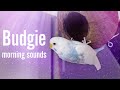 Morning Budgie Sounds for 1 Hour Listening