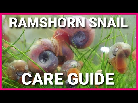 Ramshorn Snail Care Guide - Acclimating, Water Conditions