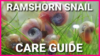 Ramshorn Snail Care Guide - Acclimating, Water Conditions, Population Control And More!