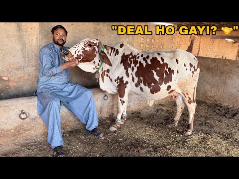 "Pehli Nazar Mein Dil Aa Gaya! ❤️ Is Cow Ki Deal Kya Rang Layi? 🐄🔥”