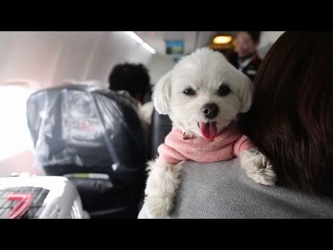 Japan Airlines allows passengers to travel with their dogs