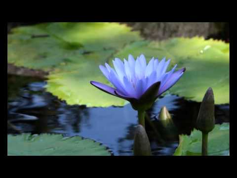 Kheiro & Medi pres. Subimpact - Lotus of the Nile (Sergey Shabanov Remix) [As Played on UpOnly 057]