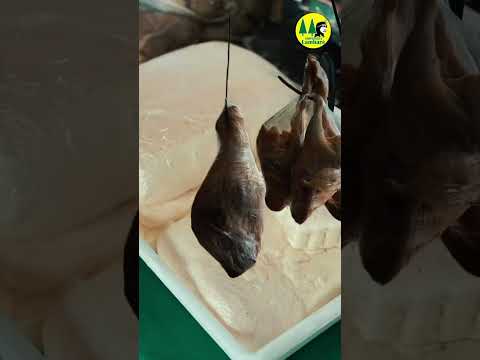 Feria Frutihorticola en casa central de la Cooperativa Lambaré Ltda