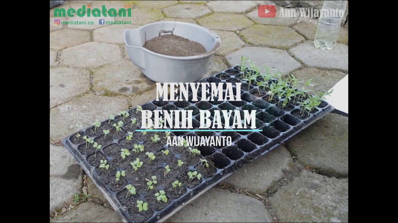 Tutorial cara menyemai benih bayam pada tray semai