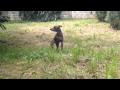 Dog Barking Free Stock Footage