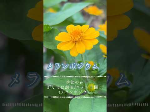 園芸 メランポディウム