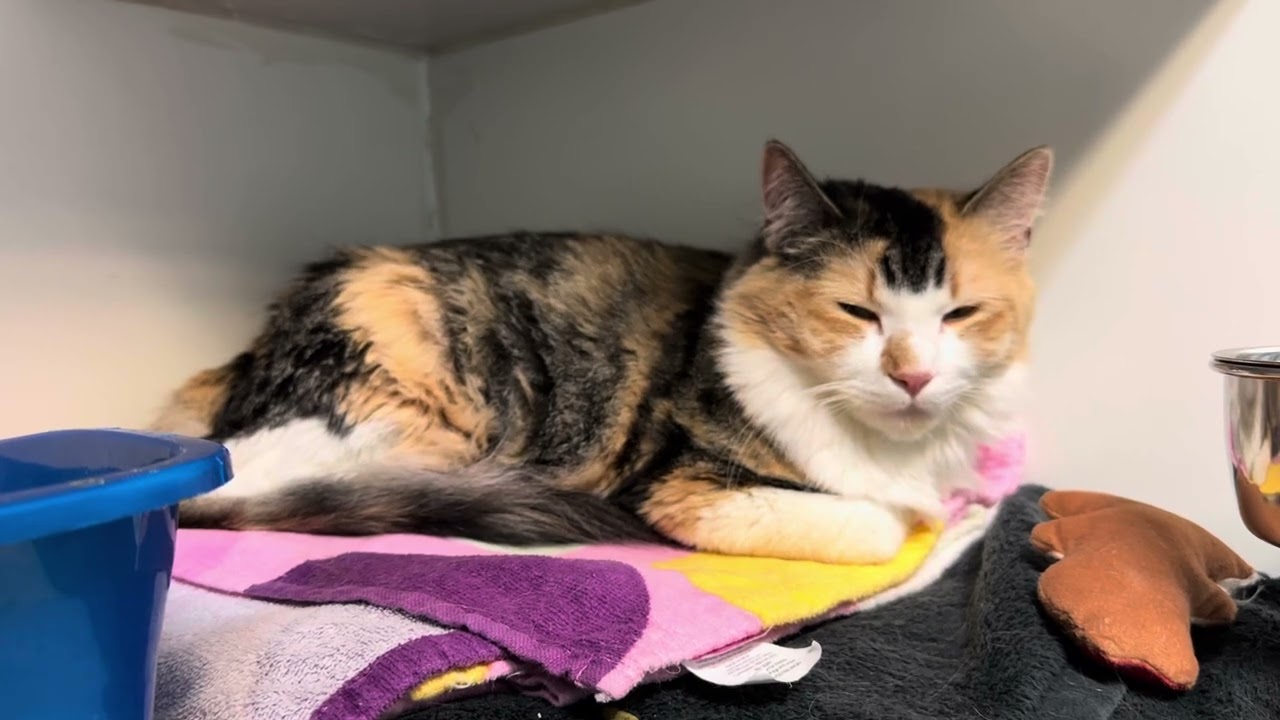 Enlarge Peach Girl FIV+. Deserves a New Start , a ADOPTABLE Calico in Clifton, NJ video 5/5