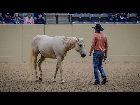 Honza Bláha - Liberty festival Kentucky -  part 2B long -  first time without halter and flexion