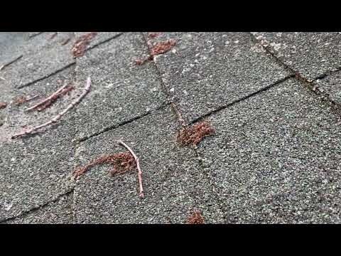 Odorous House Ants Trailing on the Roof in Neptune, NJ