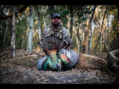 Jungle Hunting — Ocellated Turkey in Mexico
