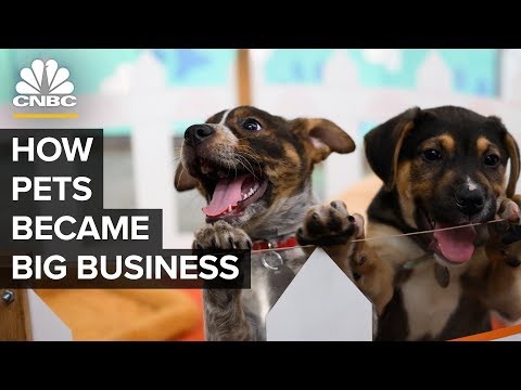 How America’s Love Of Cats And Dogs Became A $72 Billion Business