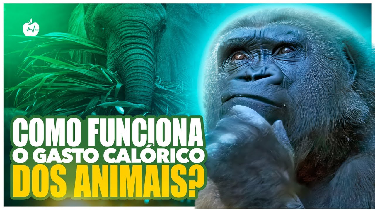 RESPONDENDO PERGUNTAS #8