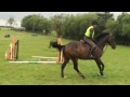 Barney TB For Sale