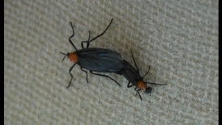 Facts about the Lovebugs