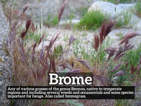 How Does Brome Look? | What is Brome? | How to Say Brome in English?