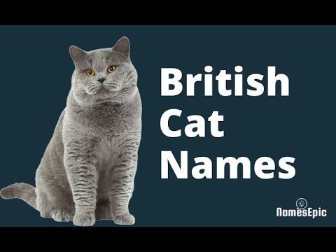 20 Best British Cat Names | Male and Female British Cat Names | NamesEpic